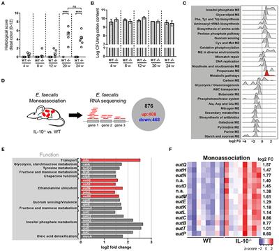 Complex Bacterial Consortia Reprogram the Colitogenic Activity of Enterococcus faecalis in a Gnotobiotic Mouse Model of Chronic, Immune-Mediated Colitis